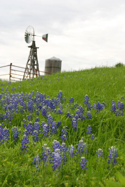 texas-bluebonnets-on-a-hill-with-windmill-in-backg-2023-11-27-05-14-09-utc